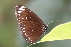 Euploea crameri