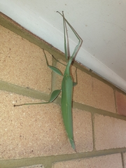 Tropidoderus childrenii