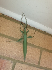 Tropidoderus childrenii