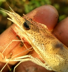 Penaeus