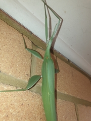 Tropidoderus childrenii