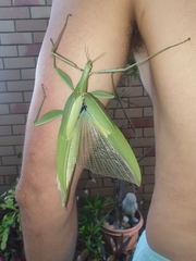 Tropidoderus childrenii