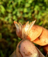 Penaeus