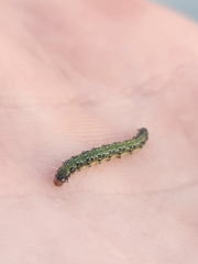 Uresiphita maorialis