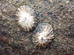 Siphonaria denticulata