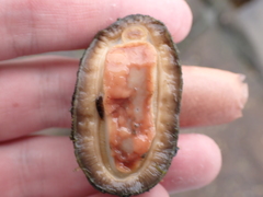 Acanthopleura