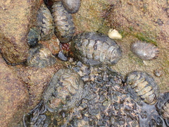 Acanthopleura