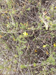 Aspalathus crassisepala