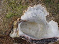 Saccostrea