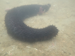 Holothuria leucospilota