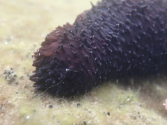 Holothuria leucospilota