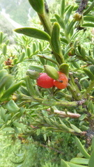 Podocarpus nivalis