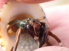 Calcinus laevimanus