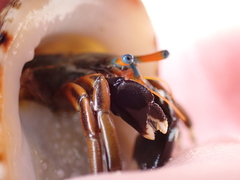 Calcinus laevimanus