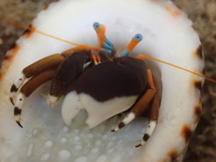 Calcinus laevimanus