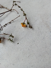 Aspalathus crassisepala