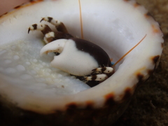Calcinus laevimanus