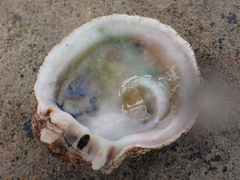 Spondylus