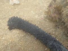 Holothuria leucospilota