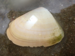 Latona deltoides