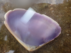 Latona deltoides