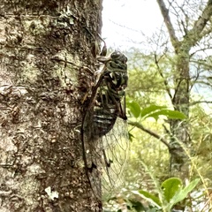 Amphipsalta zelandica