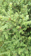 Podocarpus nivalis