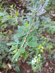 Chamaecytisus