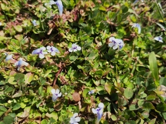 Lindernia rotundifolia