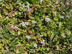 Lindernia rotundifolia