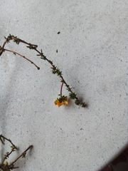 Aspalathus crassisepala