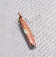 Canuza euspilella