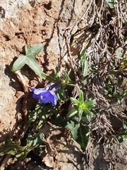 Glandora diffusa