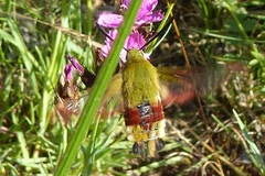 Hemaris fuciformis