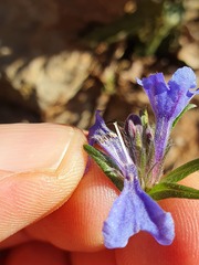 Glandora diffusa