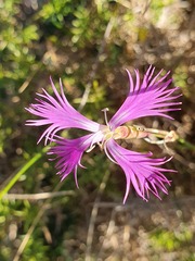 Dianthus hyssopifolius