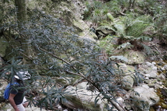 Podocarpus latifolius