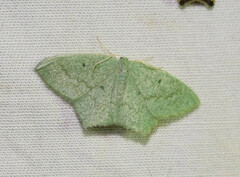 Maxates centrophylla