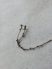 Aspalathus crassisepala