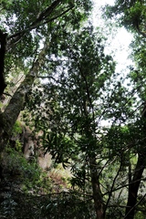 Podocarpus latifolius