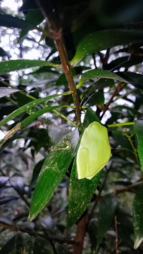 Parachuting frog, Rhacophorus pseudomalabaricus
