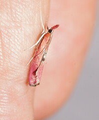 Canuza euspilella
