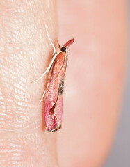 Canuza euspilella
