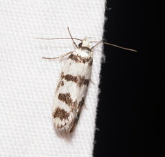 Philobota impletella