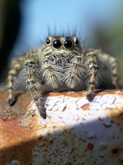 Philaeus chrysops