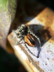 Philaeus chrysops
