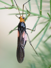 Rayieria basifer