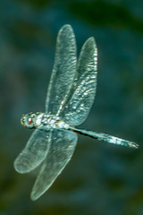Zygonyx natalensis
