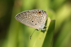 Euchrysops malathana