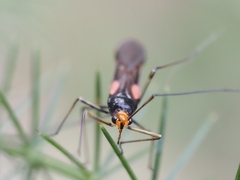 Rayieria basifer